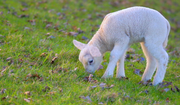 草地上的羔羊