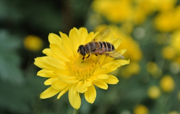 精品菊花蜜蜂采蜜图片