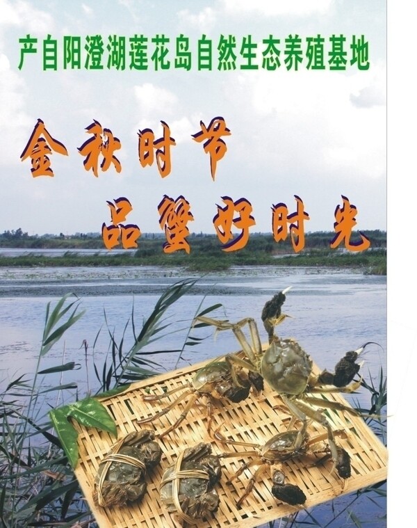 大閘蟹圖片