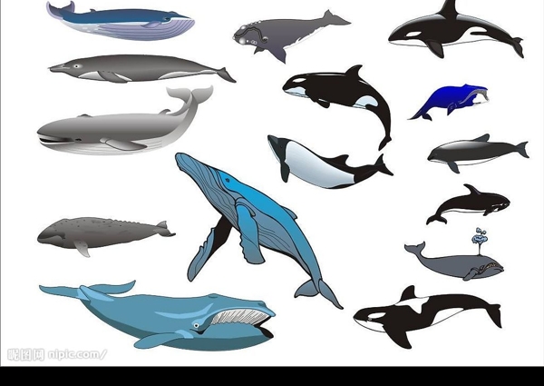 精选CorelDARW海洋生物矢量图鲸鱼图片