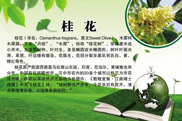 桂花百科圖片