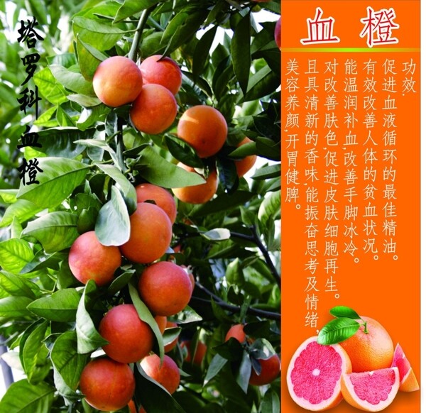 塔羅科血橙圖片