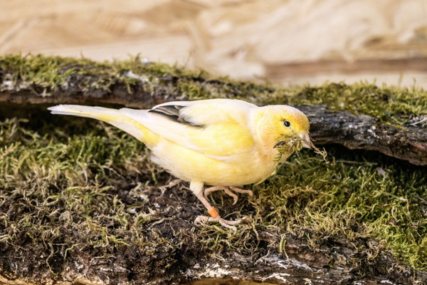可爱黄鹂鸟图片