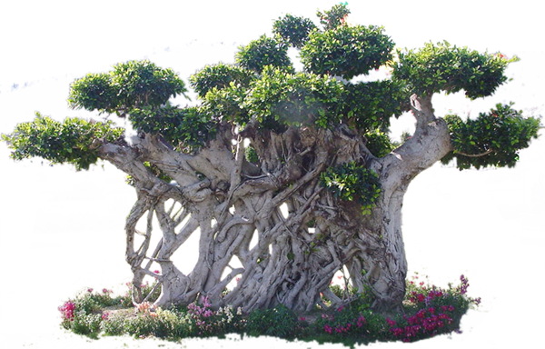 植物貼圖素材建筑裝飾JPG0280