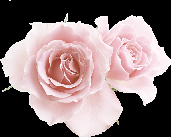 粉色玫瑰png元素素材