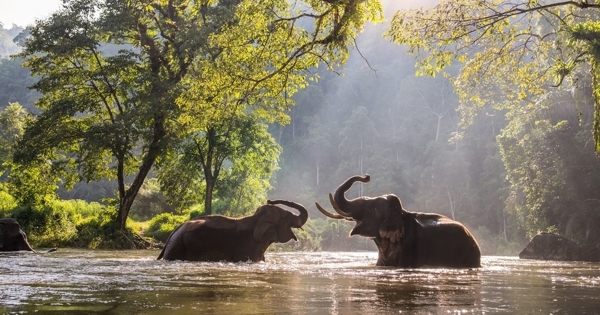 森林河流大象野生动物