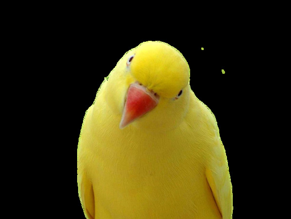 黄色的鹦鹉免抠png透明图层素材