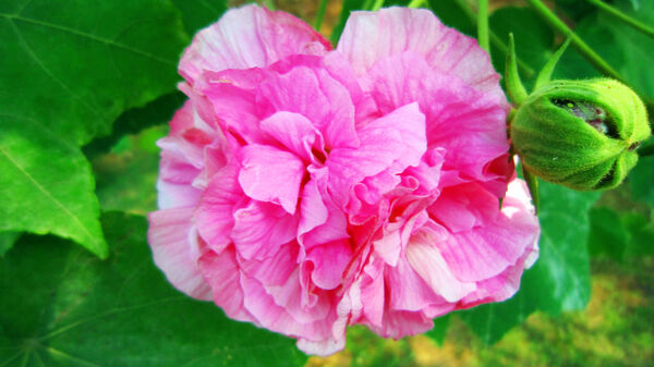 芙蓉花圖片