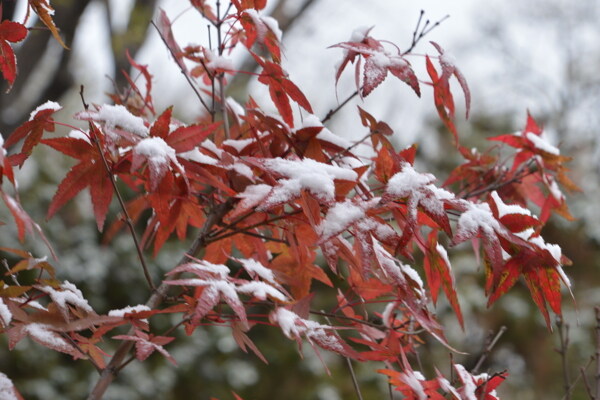 初雪紅葉