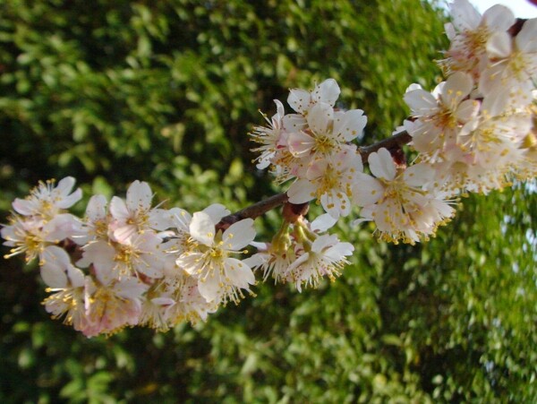 櫻桃花圖片