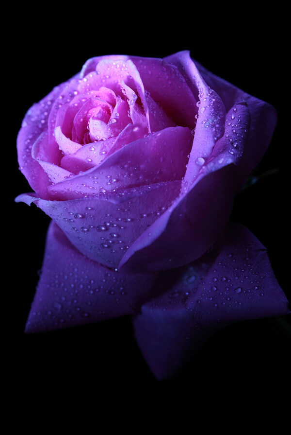 带水珠的紫色玫瑰花
