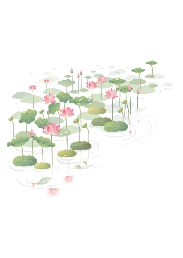 荷花
