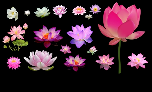 荷花