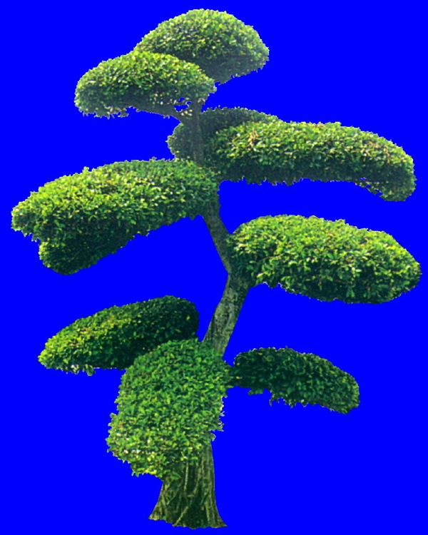 植物貼圖素材JPG1608