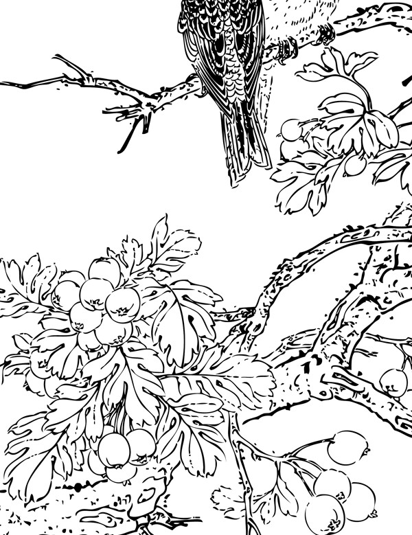 白描花鳥圖片