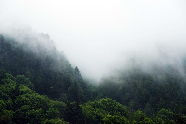 雾气笼罩的森林景观