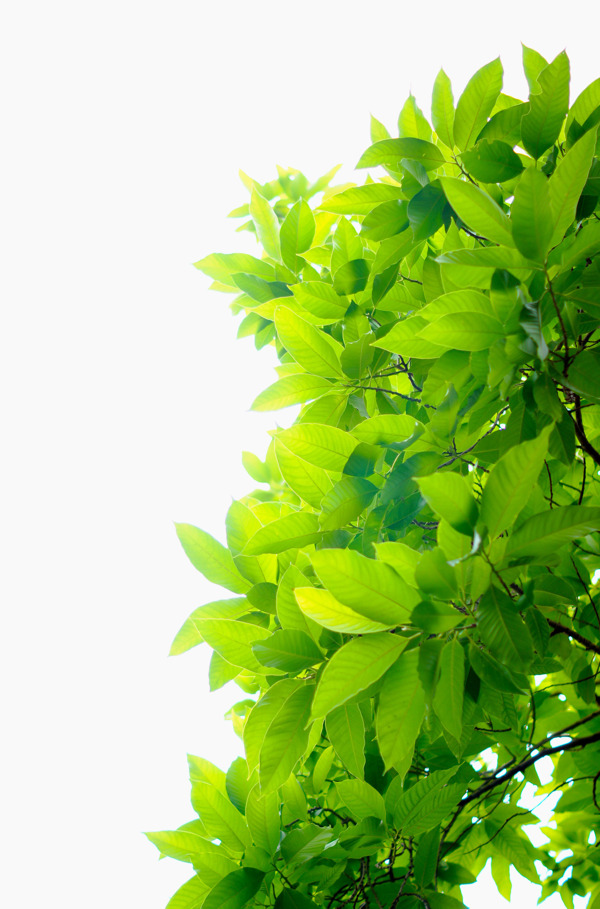 绿色清新树叶元素
