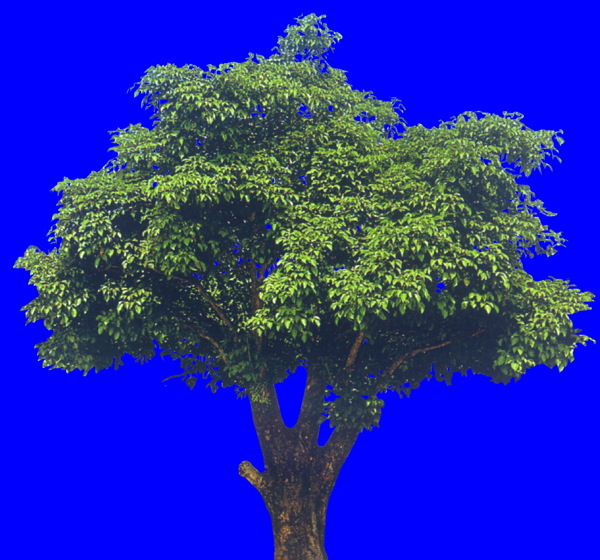 植物貼圖素材JPG1327