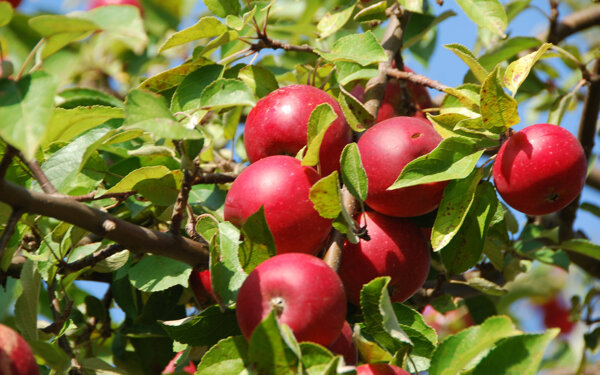 树上红彤彤的苹果