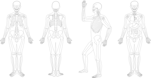 人体骨骼结构