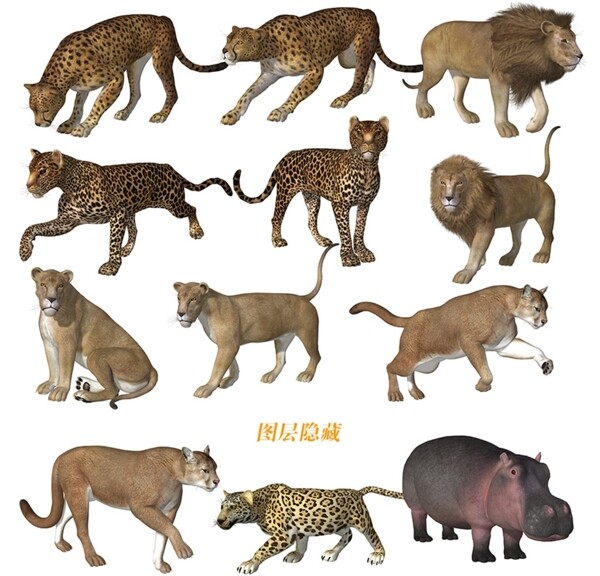 3D动物
