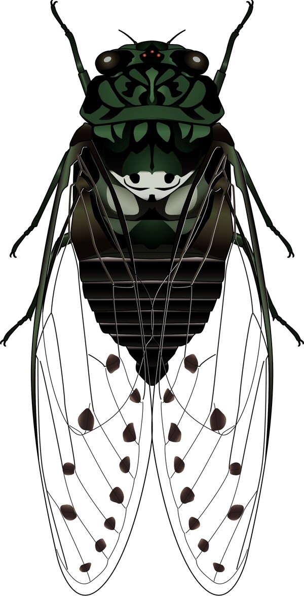昆虫系列蝉墨绿色