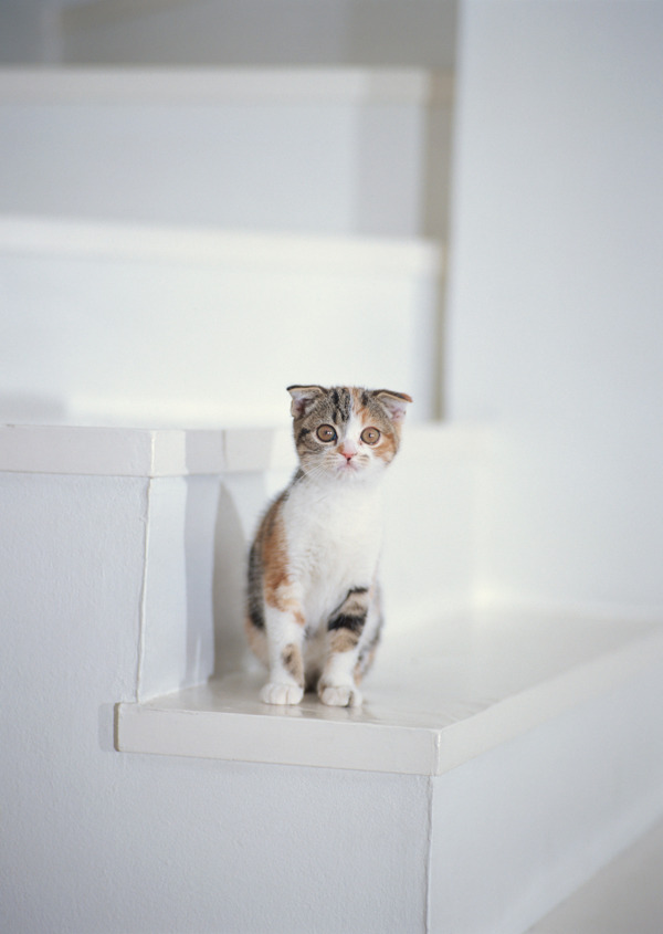 在楼梯上的小猫图片