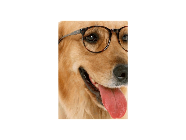 戴眼镜的狗图片