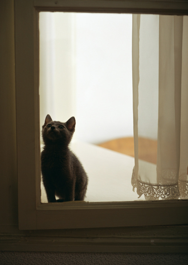 窗户里面的小猫图片