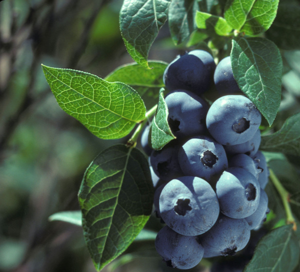 野生蓝莓果图片