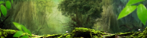 森林PSD背景