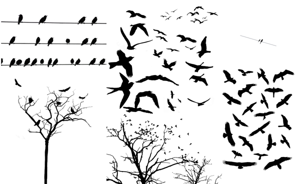树枝与鸟影图片