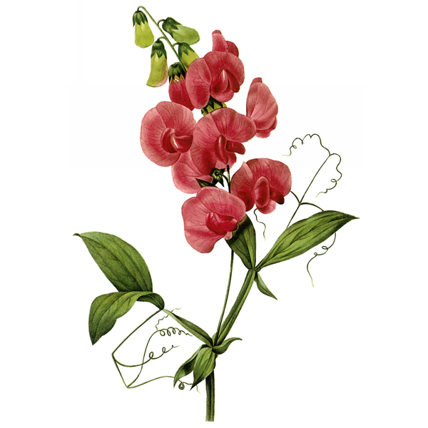位圖藝術(shù)效果水彩花卉免費(fèi)素材