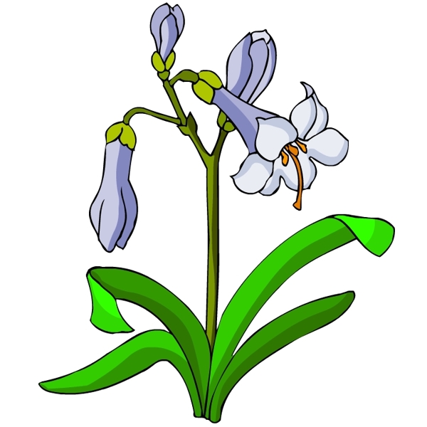 花卉古典插畫