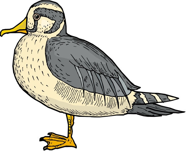 各種鳥類鳥動物矢量素材EPS格式0693