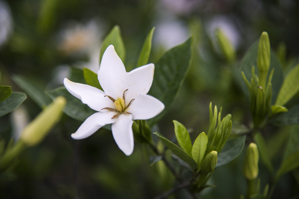 栀子花