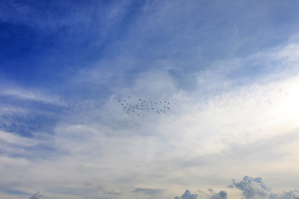 蓝天下的季候鸟群