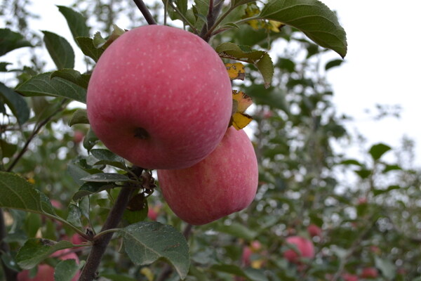 树枝上的红富士苹果