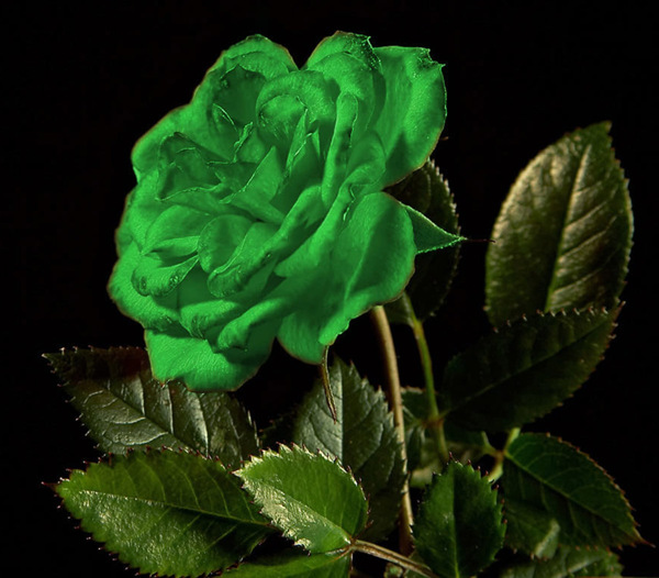 位圖植物花朵葉子色彩免費素材