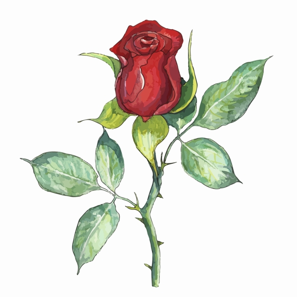 水彩繪紅色玫瑰花插畫