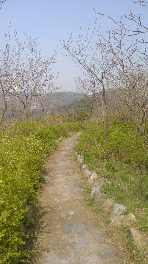 小草圖片