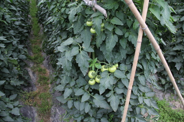番茄种植园图片