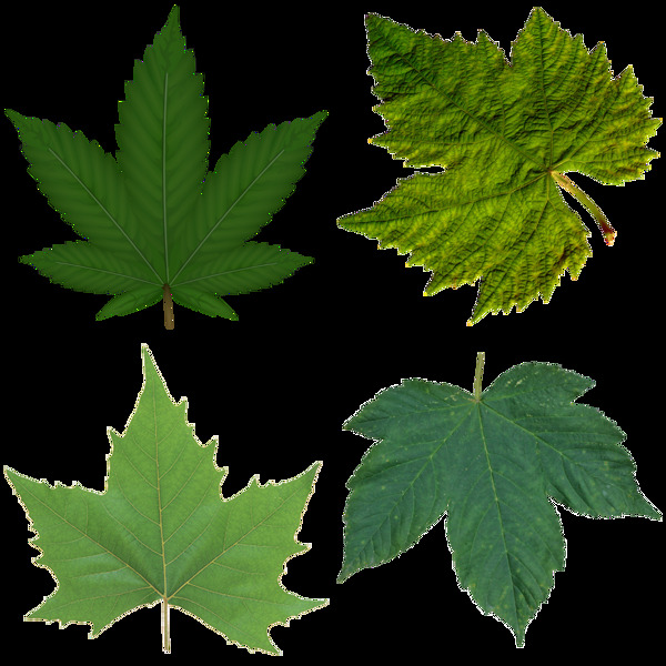 四片树叶绿叶免抠png透明图层素材