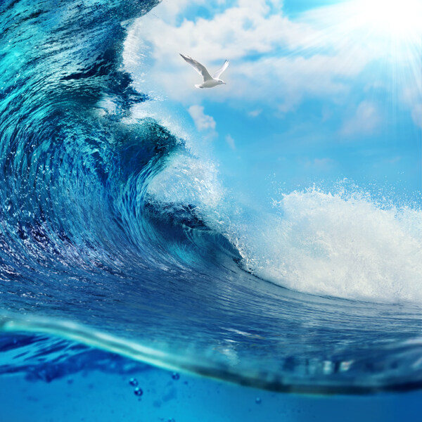 巨浪浪花与海鸥图片