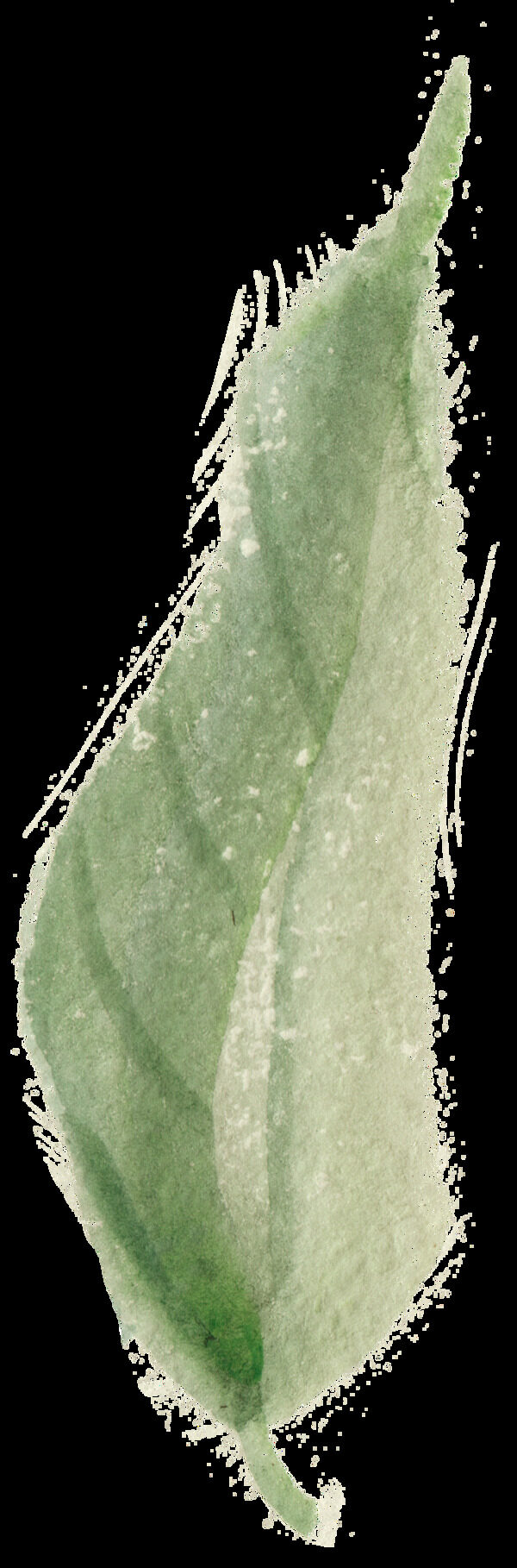 燦綠花葉透明裝飾素材