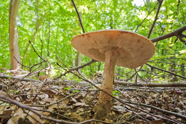 生长在树林里的蘑菇