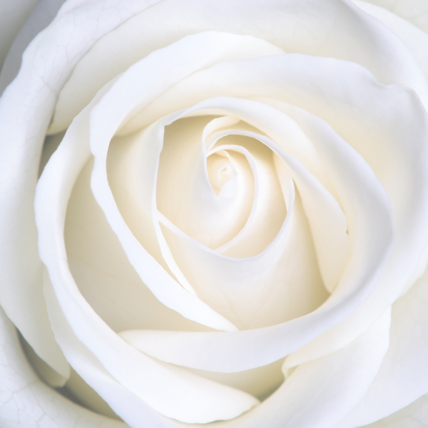 高清设计素材白色的玫瑰