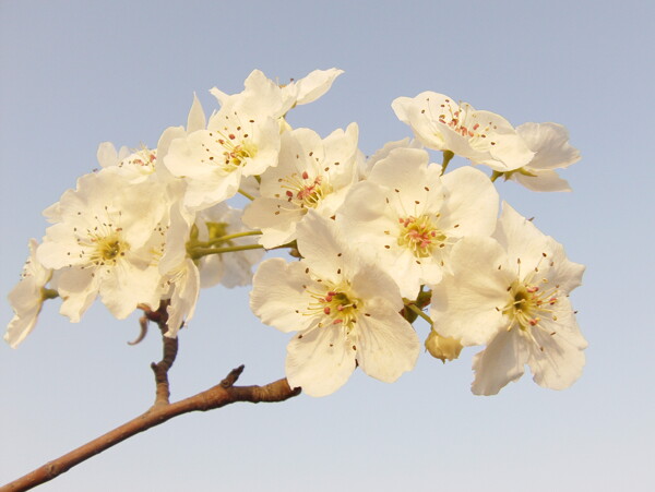 梨花圖片