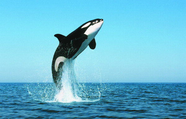 鲸鱼虎鲸图片