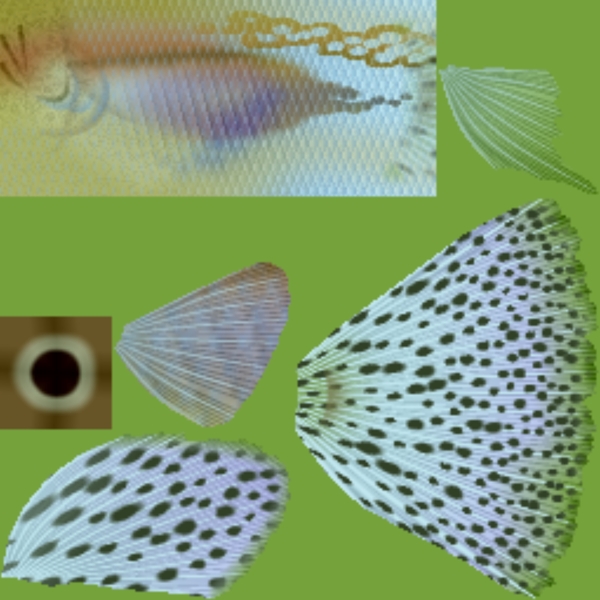 魚類3D模型